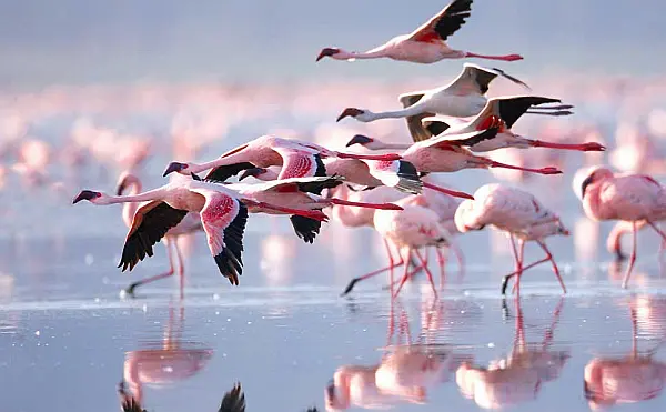 Bird Watching